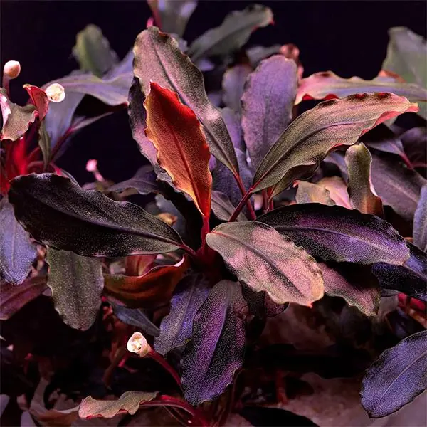 APC Bucephalandra Brownie Ghost In Vitro Canlı Bitki