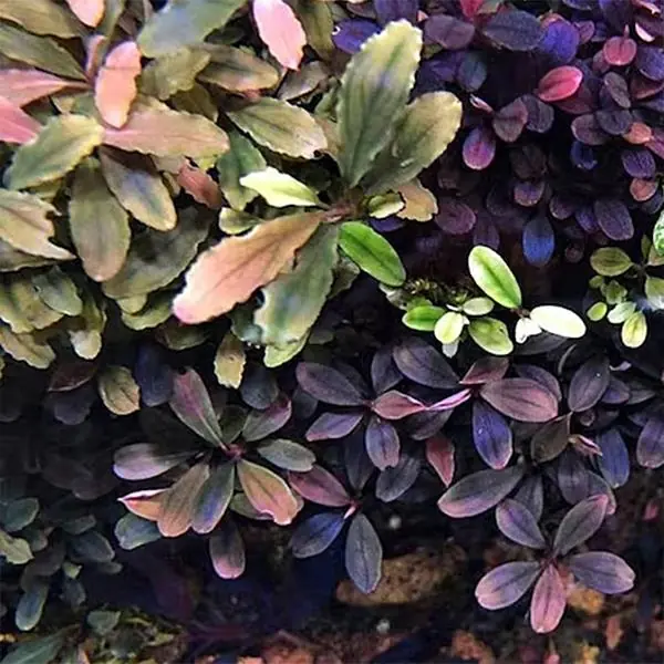 Bucephalandra Deep Purple Saksı Canlı Bitki