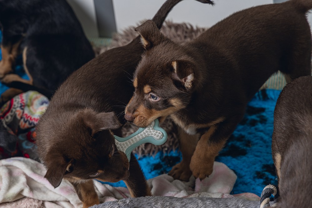 Beeztees Yavru Köpek Diş Oyuncağı, İçi Dolu Halka, Kauçuk, Yeşil, 10cm