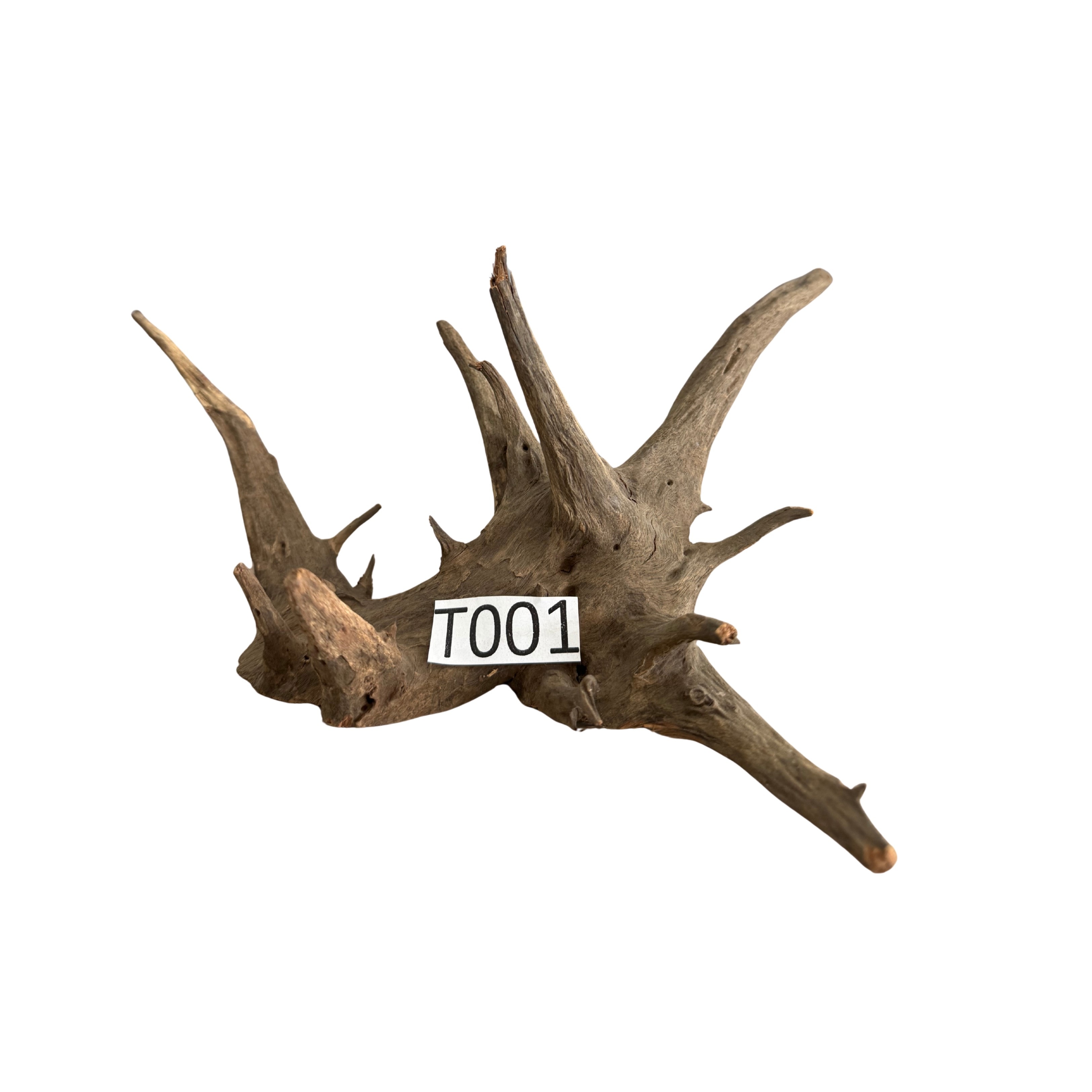 Tree Wood 1