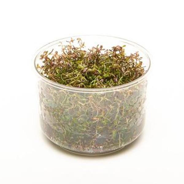 Rotala Macrandra Mini Red In Vitro Canlı Bitki