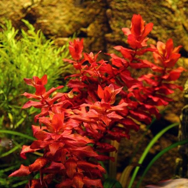 Rotala Macrandra In Vitro Canlı Bitki