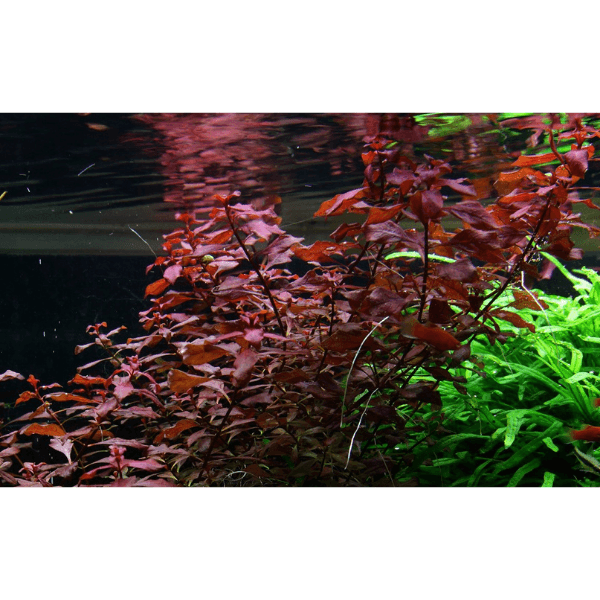 Ludwigia Mini Super Red Saksı Canlı Bitki