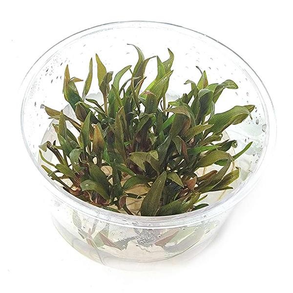 Cryptocoryne Petchii In Vitro Canlı Bitki