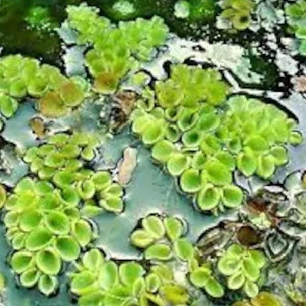 Salvinia Cucullata Su Üstü Canlı Bitki 10x10cm