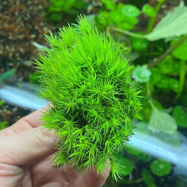 Dicranum Scoparium Moss Canlı Bitki (Karasal Moss)