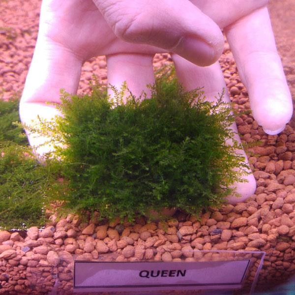 Queen Moss Tele Sarılı 5x5 Yeni Sarım Canlı Bitki