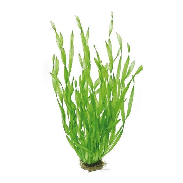 Vallisneria Contortionist Canlı Bitki