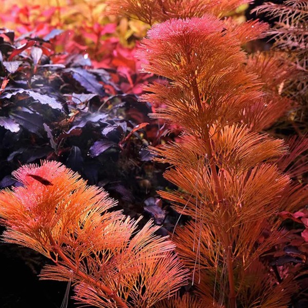 Cabomba Piauhyensis (Kırmızı Cabomba) Saksı Canlı Bitki