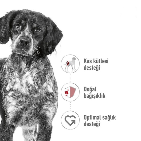 Royal Canin Medium Adult Orta Irk Yetişkin Köpek Maması 15Kg