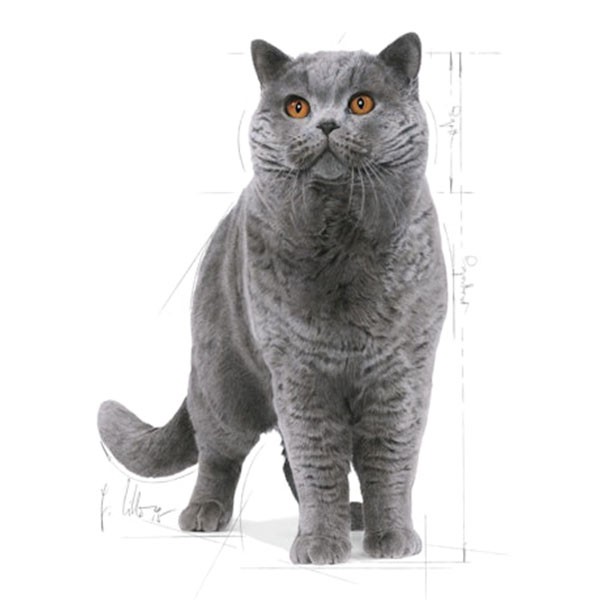 Royal Canin British Shorthair Yetişkin Kedi Maması 2 Kg