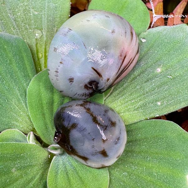 Beluga Snail Salyangoz 3 Adet Straforlu Gönderim