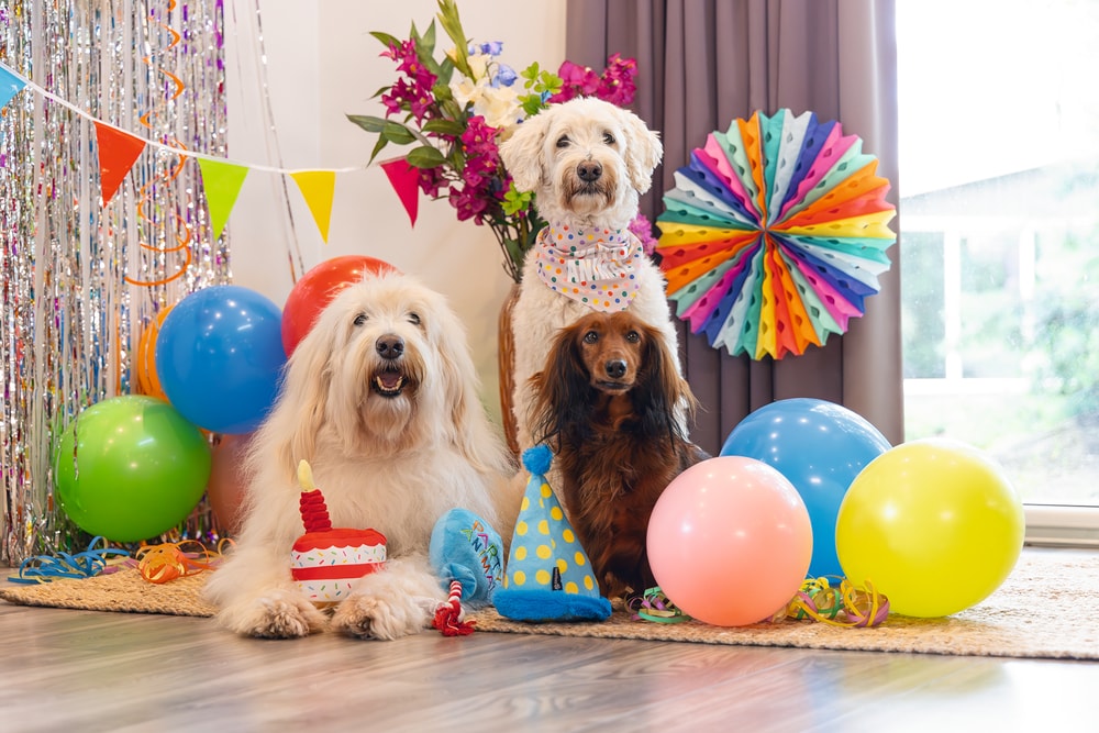 Beeztees Köpek Oyuncağı, Parti Balonu, Peluş, Mavi, 39x13x7,5cm