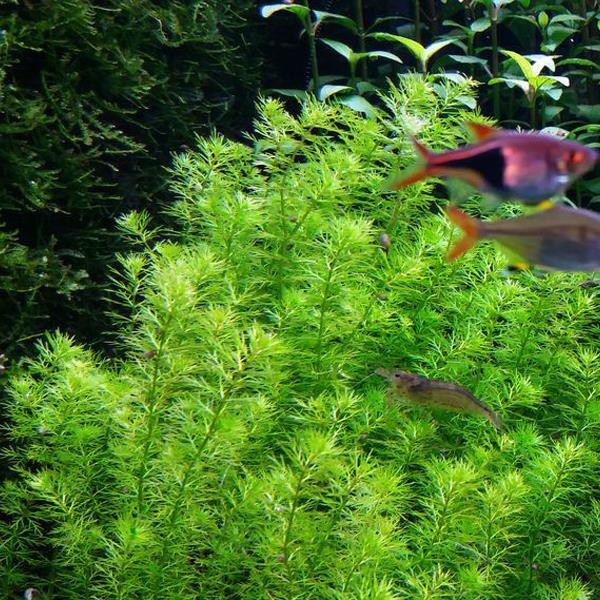 Myriophyllum Guyana Saksı Canlı Bitki