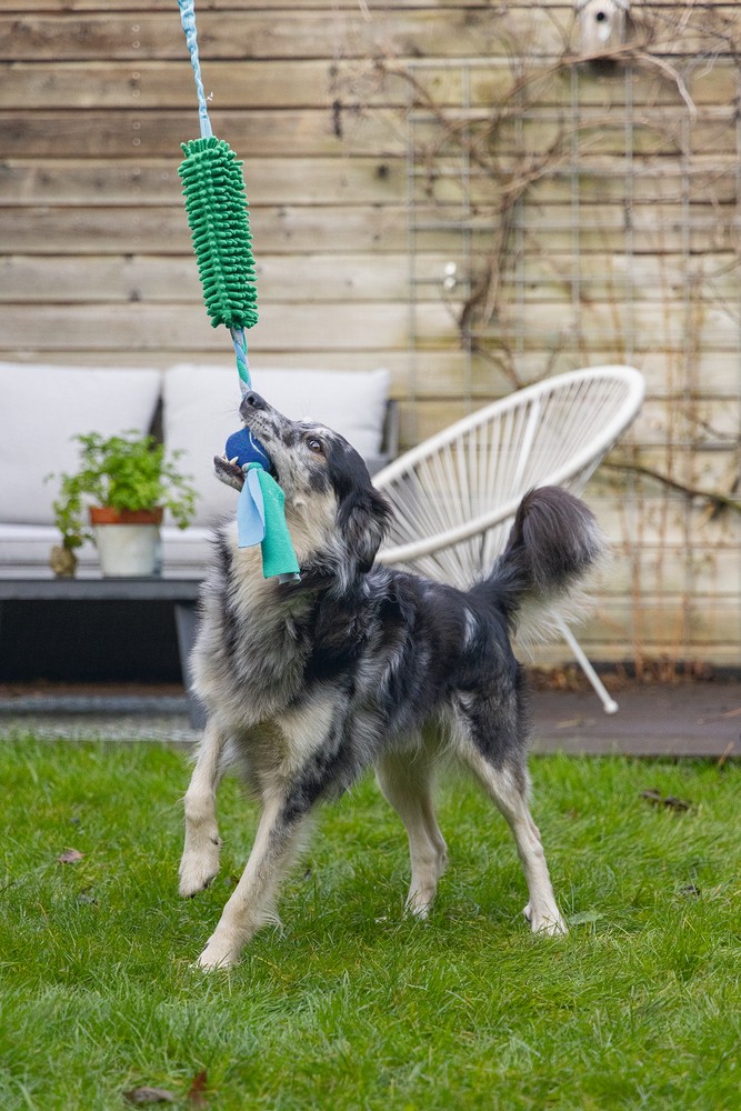 Beeztees Köpek Oyuncağı, Tut Getir Tenis Toplu, Peluş, Mavi-Yeşil, 90x10x6cm