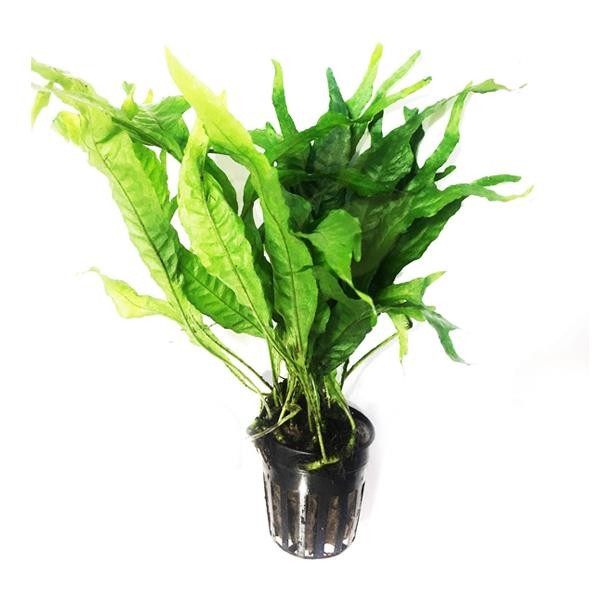 Microsorum Pteropus Thors Hammer Saksı Canlı Bitki