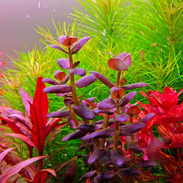 Bacopa Salzmannii Purple In Vitro Canlı Bitki