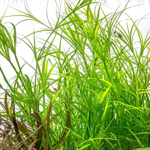 Juncus Repens In Vitro Canlı Bitki