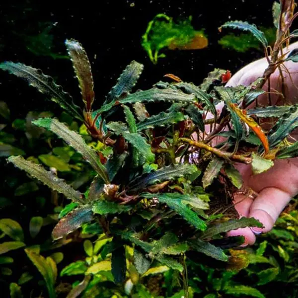 Bucephalandra Biblis Sky Blue Saksı Canlı Bitki