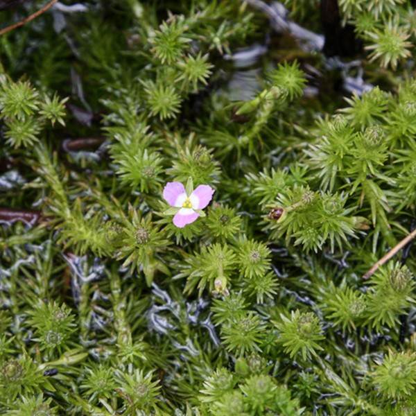 Mayaca Fluviatilis In Vitro Canlı Bitki