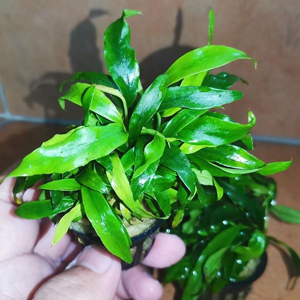 Anubias Glabra Mini Saksı Canlı Bitki