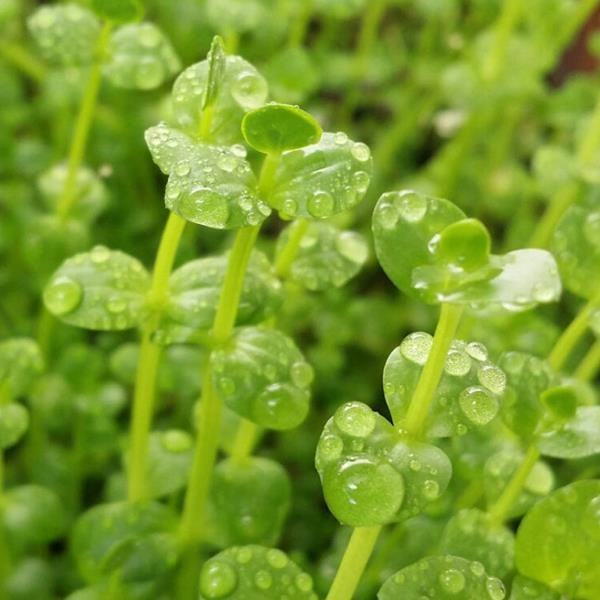 Lindernia Rotundifolia Saksı Canlı Bitki