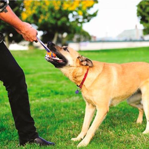 Chuckit Ultra Tug Köpek Çekiştirme Oyun Topu Büyük Boy