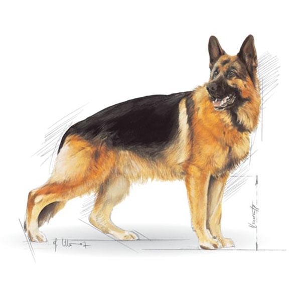Royal Canin German Shepherd Alman Kurdu Yetişkin Köpek Maması 11Kg