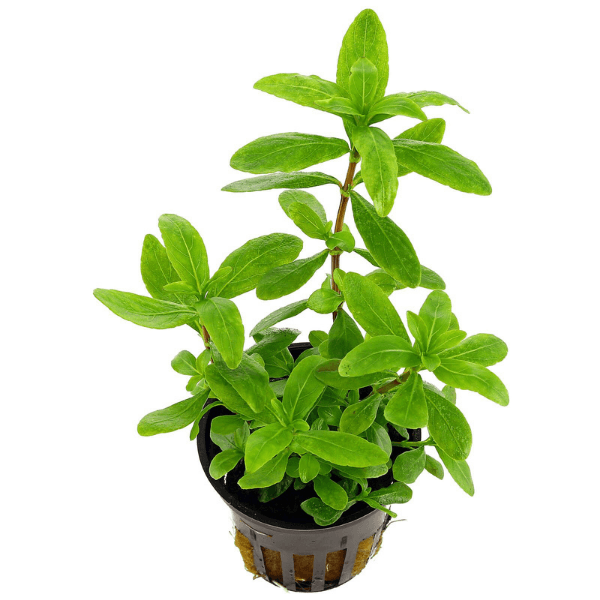 Hygrophila Polysperma Ceylon Zeytin Saksı Canlı Bitki