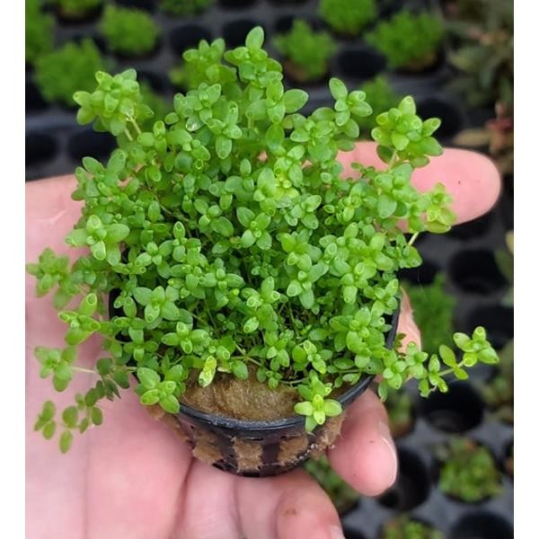 Hemianthus Umbrosum Saksı Canlı Bitki