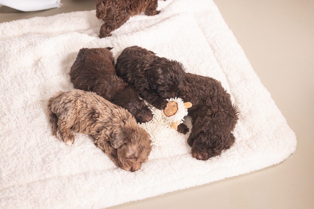 Beeztees Yavru Köpek Oyuncağı, Peluş, Beyaz, 37x28x4cm