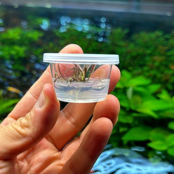 Cryptocoryne Nurii Küçük In Vitro Canlı Bitki