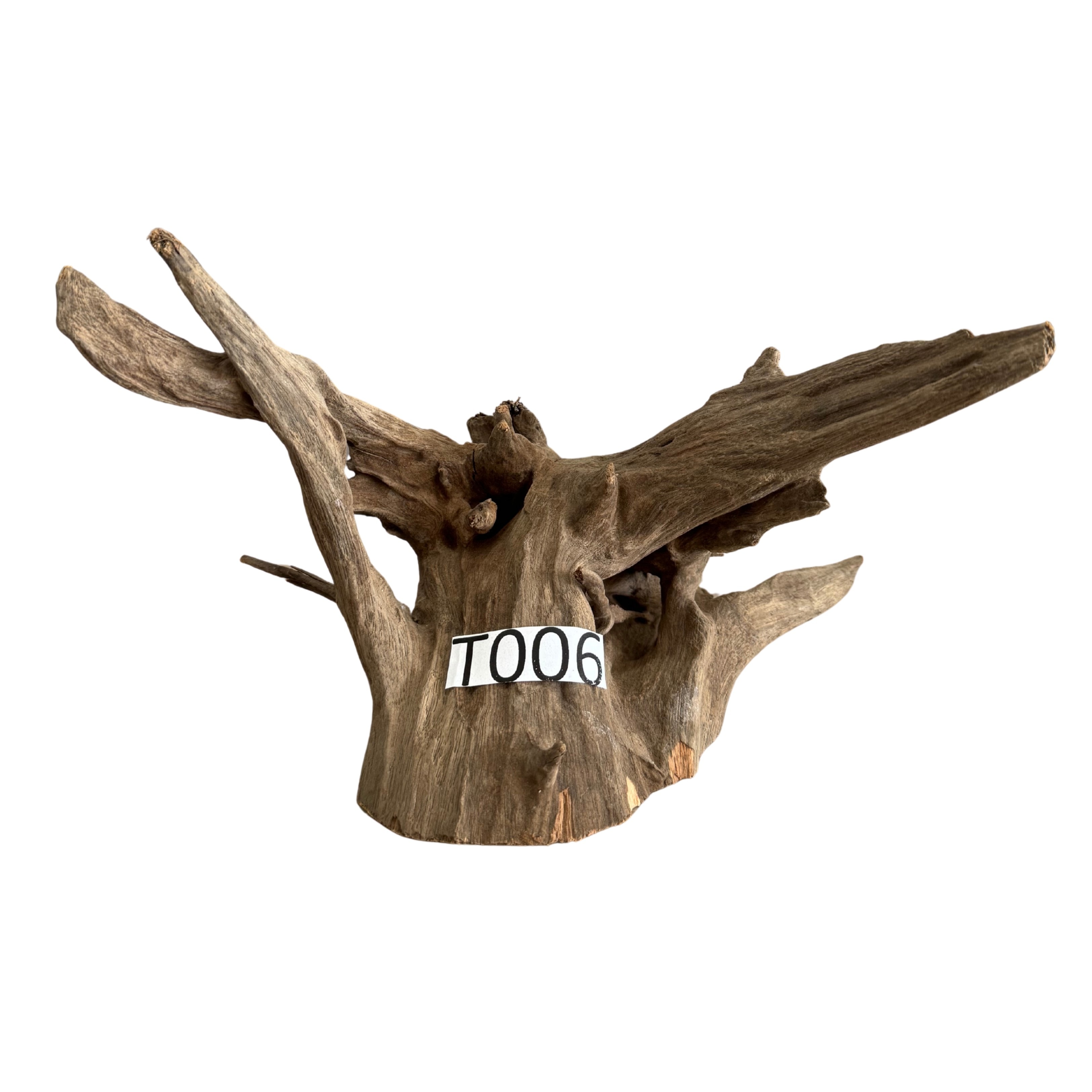 Tree Wood 6