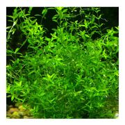 Micranthemum