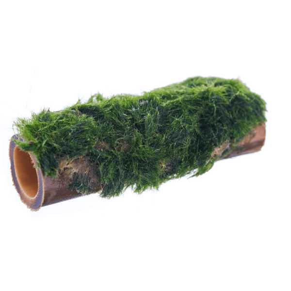 Marimo Moss Bambu Canlı Bitki