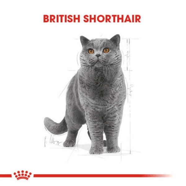 Royal Canin British Shorthair Adult Yetişkin Yaş Kedi Maması 85gr 12 Adet