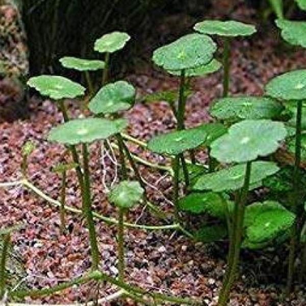 Hydrocotyle Verticillata Saksı Canlı Bitki