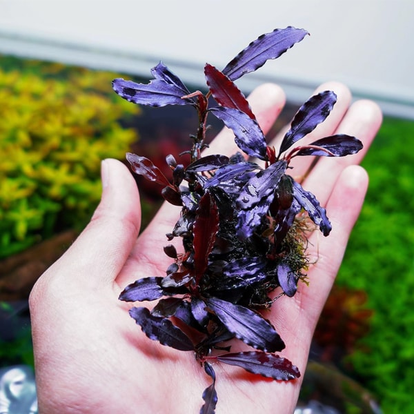 Bucephalandra Brownie Ghost Küçük In Vitro Canlı Bitki