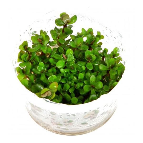 Rotala Sp Bonsai Saksı Canlı Bitki