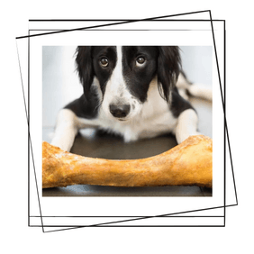 Köpeklere Kemik Verilir mi?