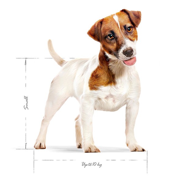 Royal Canin Mini Adult Yetişkin Köpek Maması 8 Kg