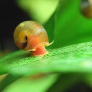 Ramshorn