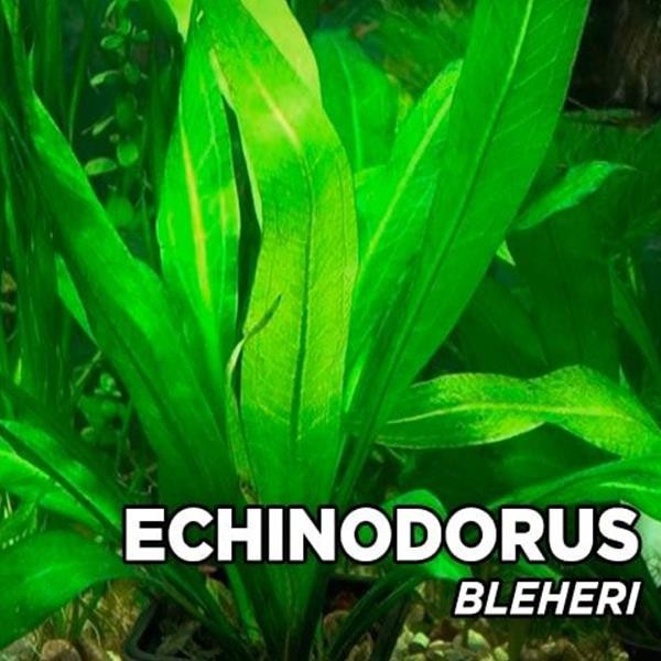 Echinodorus Bleheri Saksı Canlı Bitki