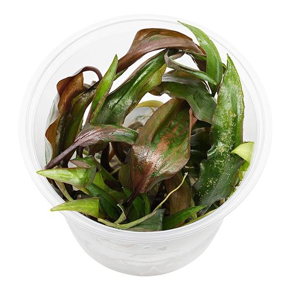 Cryptocoryne Nurii Küçük In Vitro Canlı Bitki