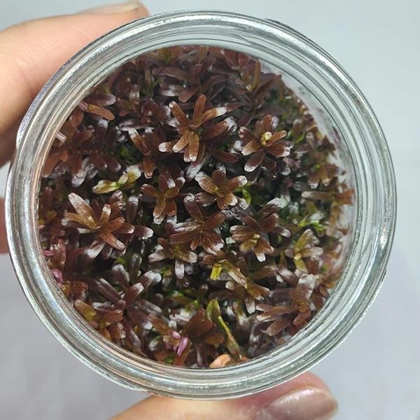 Rotala Sp Vietnam In Vitro Canlı Bitki