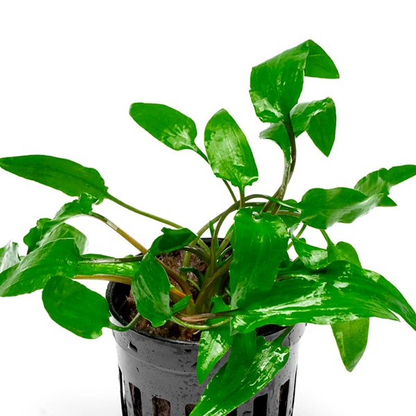 Cryptocoryne Wendtii Green Saksı Canlı Bitki