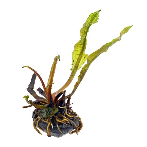 Aponogeton Boivinianus Soğan Canlı Bitki