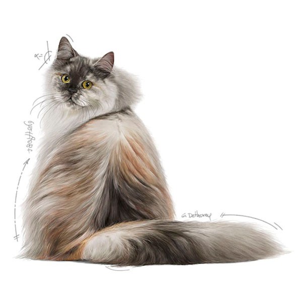 Royal Canin Hair Skin Hassas Tüylü Yetişkin Kedi Maması 4Kg