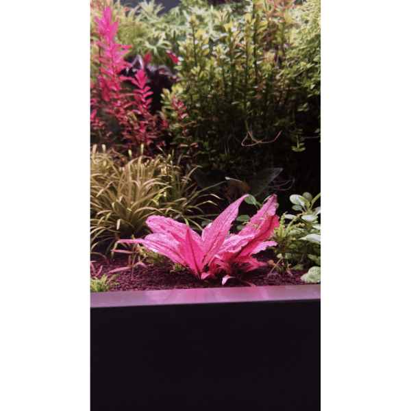 Cryptocoryne Flamingo Saksı Canlı Bitki