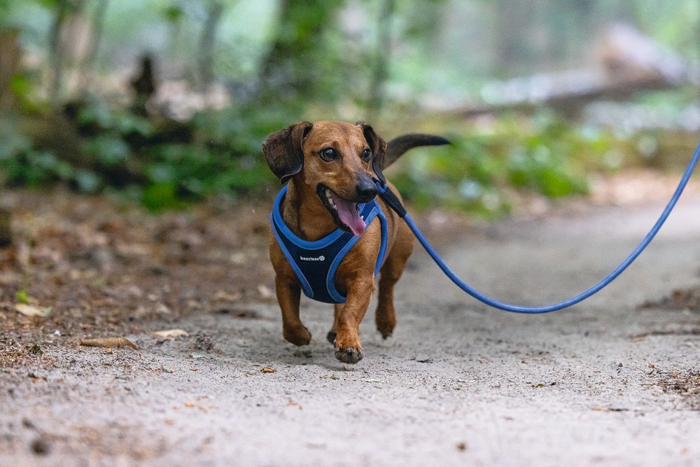 Beeztees Köpek Göğüs Tasması, Neopren, Mavi, XS, 30-35cm